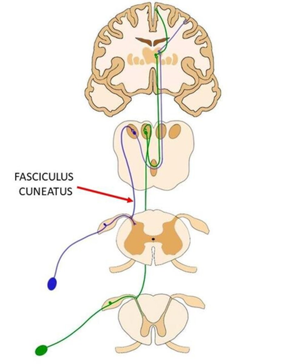 <p>ascending (sensory) upper limbs</p>