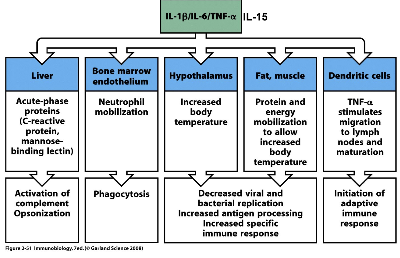 <ul><li><p><strong>Liver</strong> → IL-6 stimulates production of innate molecules (CRP, complement)</p></li><li><p><strong>Bone marrow</strong> → cytokines signal stem cells to increase immune cell production (energetically costly)</p></li><li><p><strong>Hypothalamus</strong> → raises body temperature (fever)</p><ul><li><p>Short-term: shivering → rapid ATP + heat</p></li><li><p>Long-term: sustained higher temperature aids defense</p></li></ul></li><li><p><strong>Fat &amp; muscle</strong> → contribute energy/heat</p></li><li><p><strong>Dendritic cells</strong> → antigen-presenting cells, key for activating adaptive immunity</p></li><li><p>Overall: requires <strong>tight coordination</strong> across organs for effective protection</p></li></ul><p></p>
