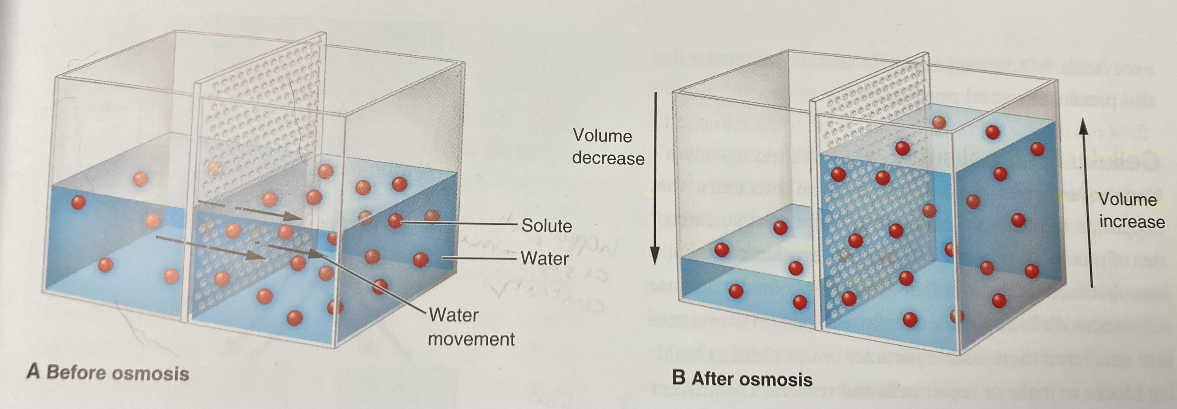 <p>Passive transport mechanism in which atoms/molecules move across the cell membrane from an area of higher concentration to an area of lower concentration (looking for an “open” area to spread out more evenly)</p><p>Osmosis - the diffusion of water (not dissolved particles/solutes because they can be too large to cross the cell membrane) from an area of higher concentration to lower concentration</p><p>Facilitated diffusion - when a carrier molecule is involved in the diffusion process </p>