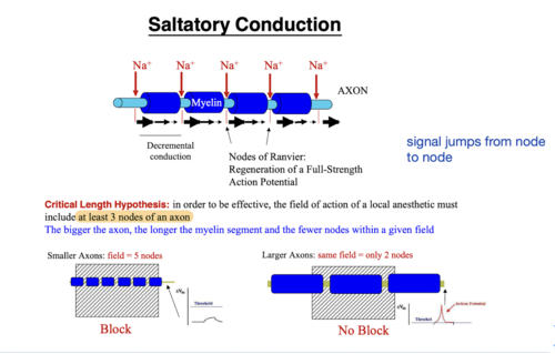 in order to be effective, the field of action of a LA must include at least 3 nodes of an axon