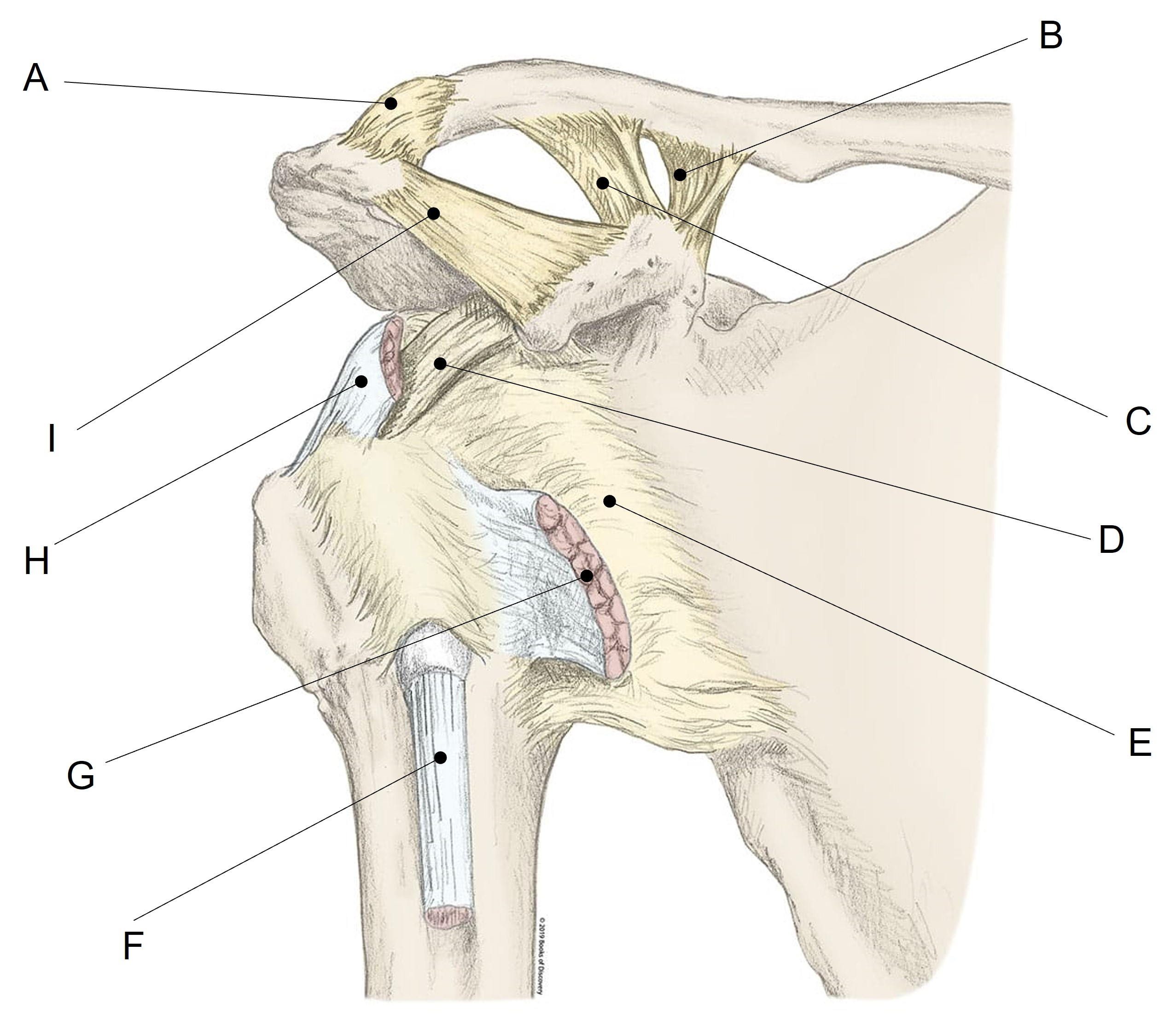 <p>Match the appropriate term with the landmark or structure identified in the picture below. Answers are used once and there are incorrect choices.</p><p></p><p></p>