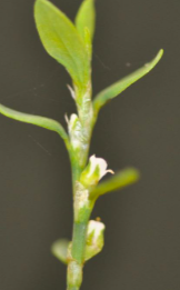 <p>Prostrate knotweed (Polygonaceae)</p>
