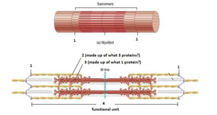 Label the following parts of a sarcomere, the functional unit of skeletal muscle. #4