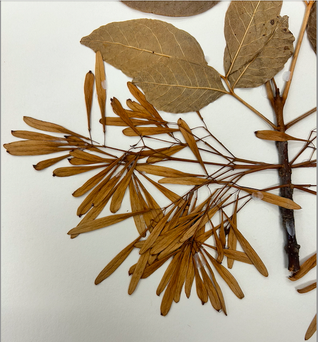 <p>Oleaceae</p><p><em>Fraxinus</em></p>