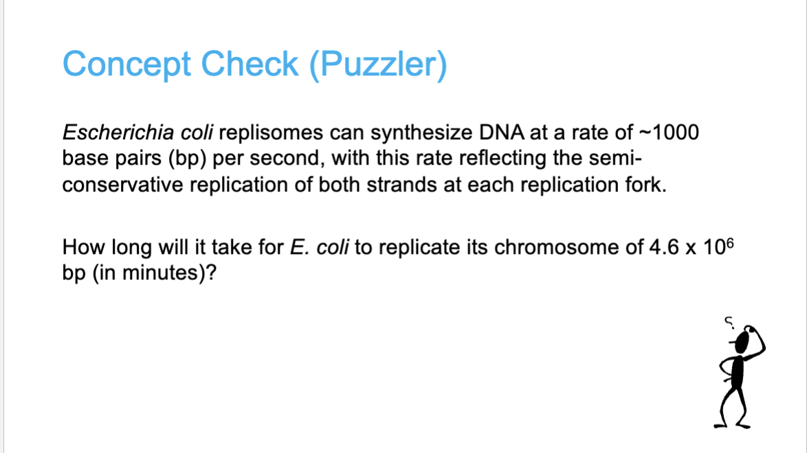 <p>How can you calculate the time it takes to repicate a circular chromosome?</p>