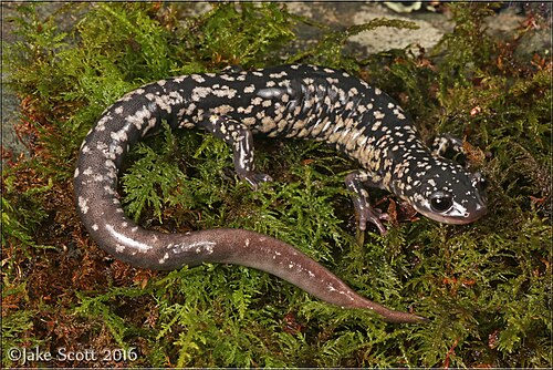 <p>Caudata : Plethodontidae : Plethodontinae</p>