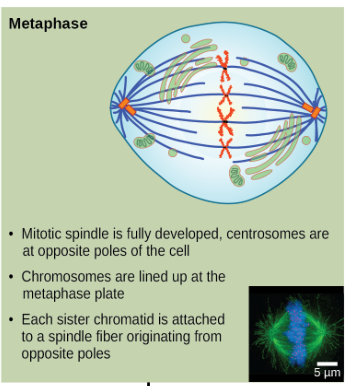 <ul><li><p>Mitotic spindle is fully developed,cetrosomes are at opposite poles of the cell</p></li><li><p>Chromosomes line up in the middle of the cell(metaplate).</p></li><li><p>Each sister chromatid is attached to a spindle fiber originating from opposite poles</p></li></ul><p></p>