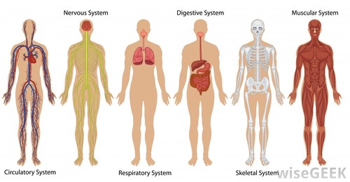 <p>Groups of organs that work together e.g. digestive system.</p>