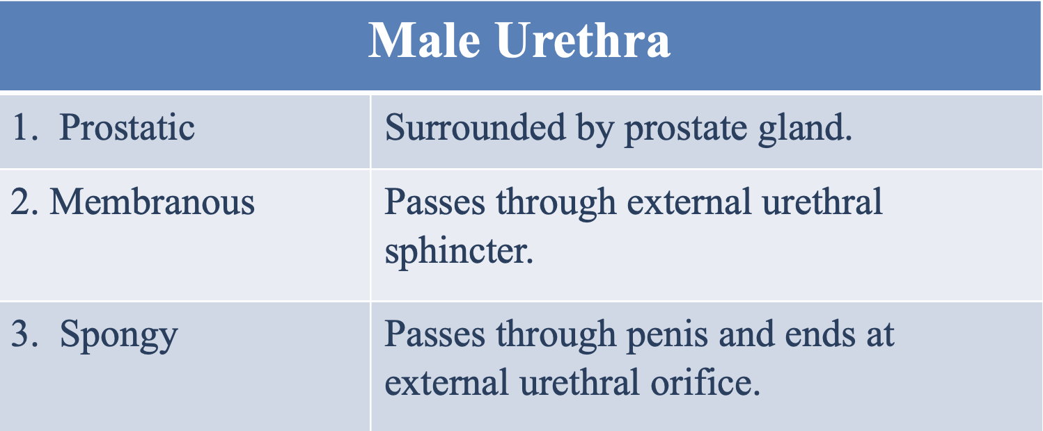 <p>The prostate gland</p>