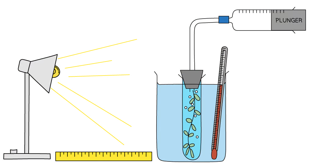 <p>Give two control variables for the investigation shown</p>