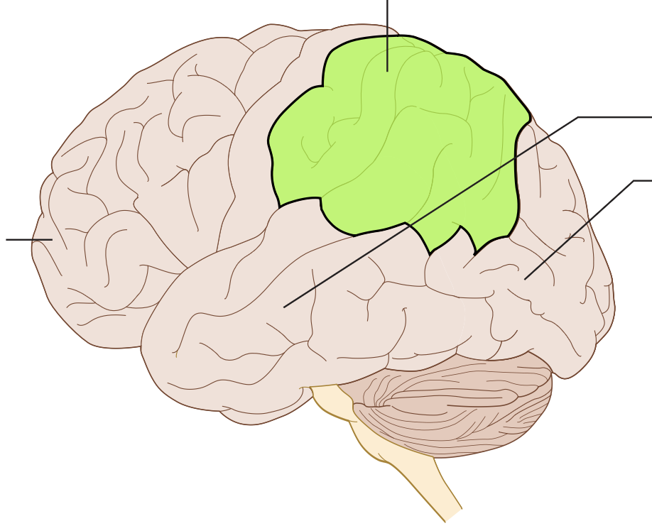 receives and processes sensory information from the skin and body senses