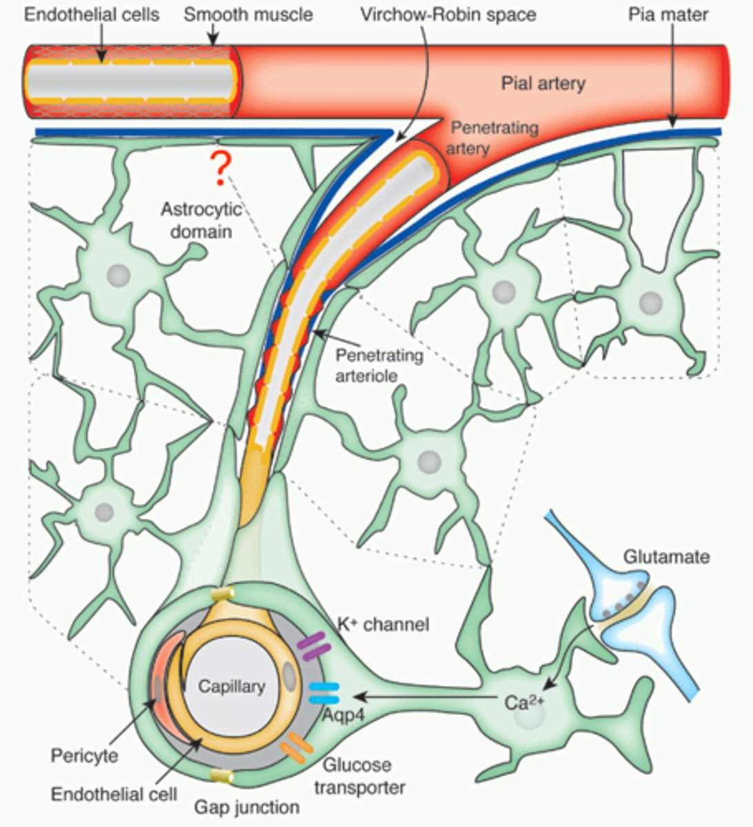 <p>collection of endfoot processes that surrounds the brain to restrict diffusion into and out of the brain.</p>
