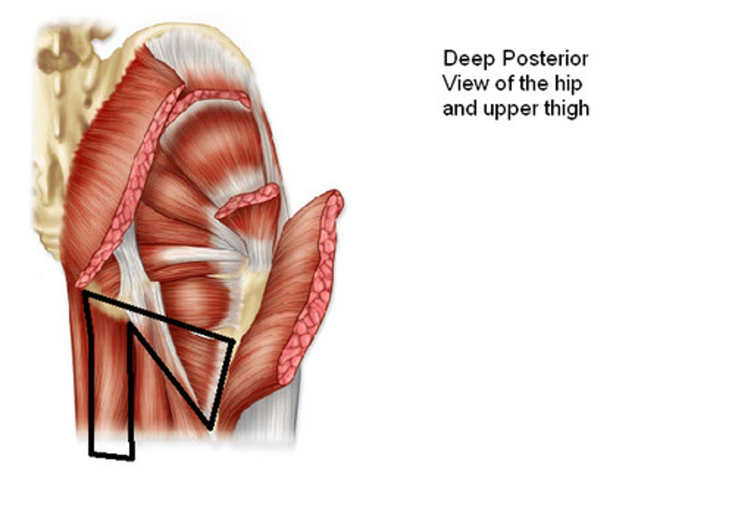 <p>Origin: inferior pubic and ischial rami, ischial tuberosity</p><p>Insertion: linea aspera</p><p>Action: adducts, extends and rotates hip</p>