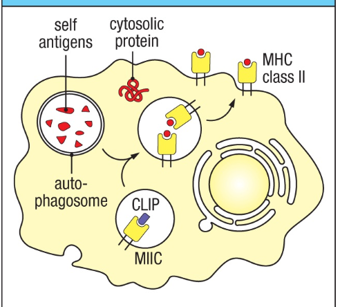 <p>Dendritic, macro, B cells</p><p>Capture exogenous proteins→ vesicles→ Receptors→ presents on MHC→ activate CD4 T cells</p><p>Cytosolic proteins→ubiquitous pathway→ autophagosome→ CLIP → present on MHC class 2</p>