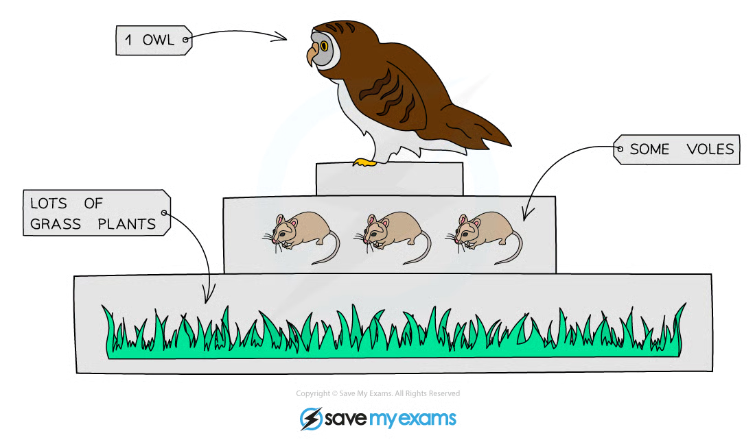 <p><strong>width of the box</strong><span><span> indicates the </span></span><strong>number of organisms</strong><span><span> at that trophic level</span></span></p>