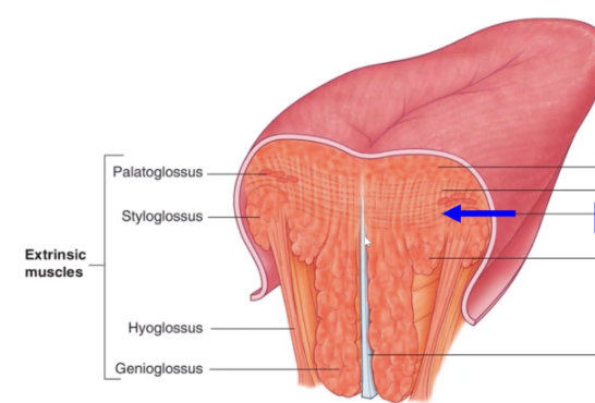 <p>intrinsic tongue muscle</p><p>attachments: lingual aponeurosis and lingual septum</p><p>course: side to side, comprise bulk of tongue</p><p>functions: narrow and elongate tongue</p>