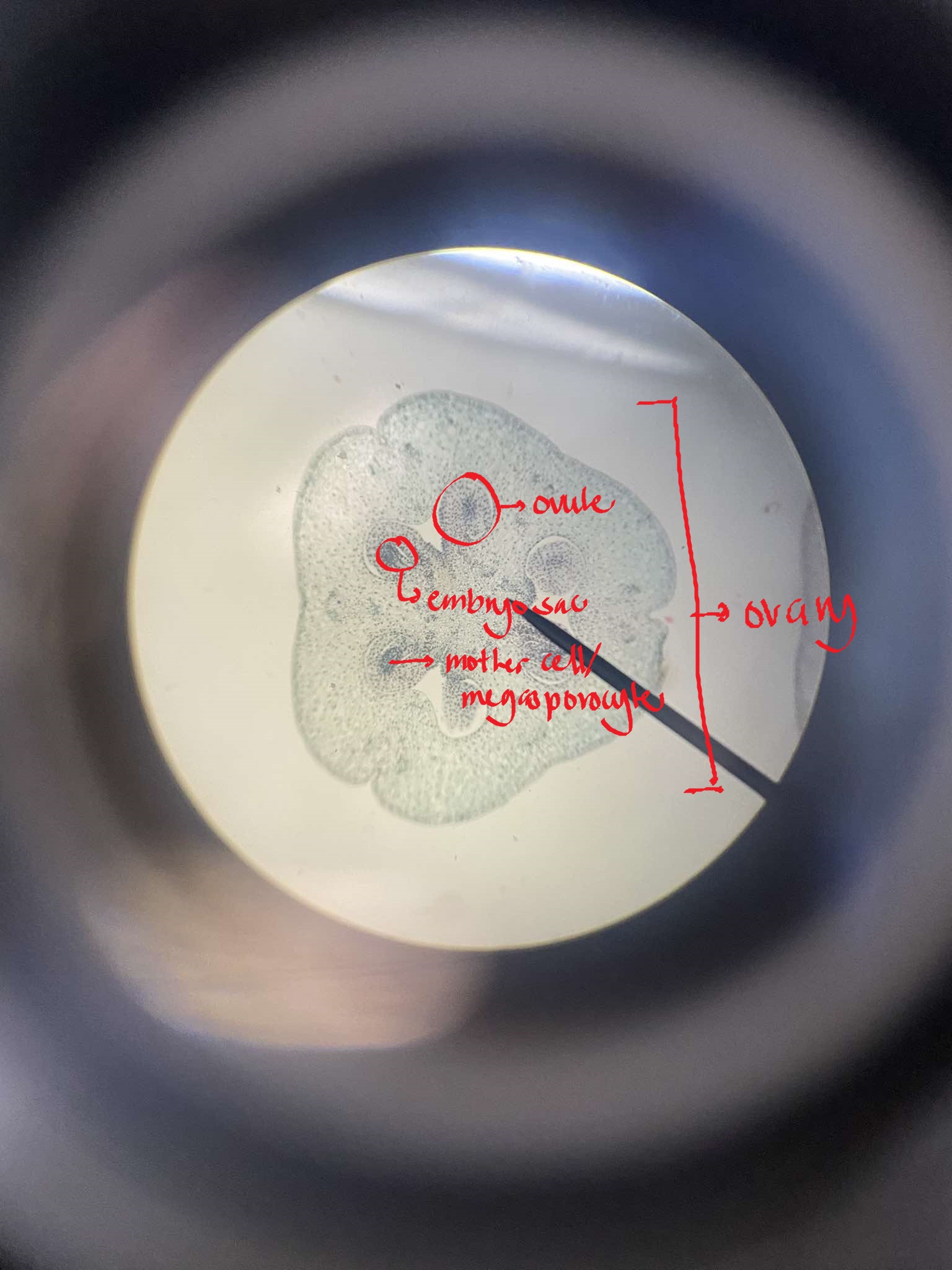 <p>identify the specimen</p>