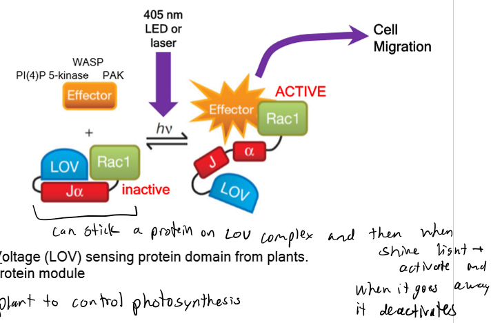 <p>LOV and J-alpha allow plants to control photosynthesis</p>