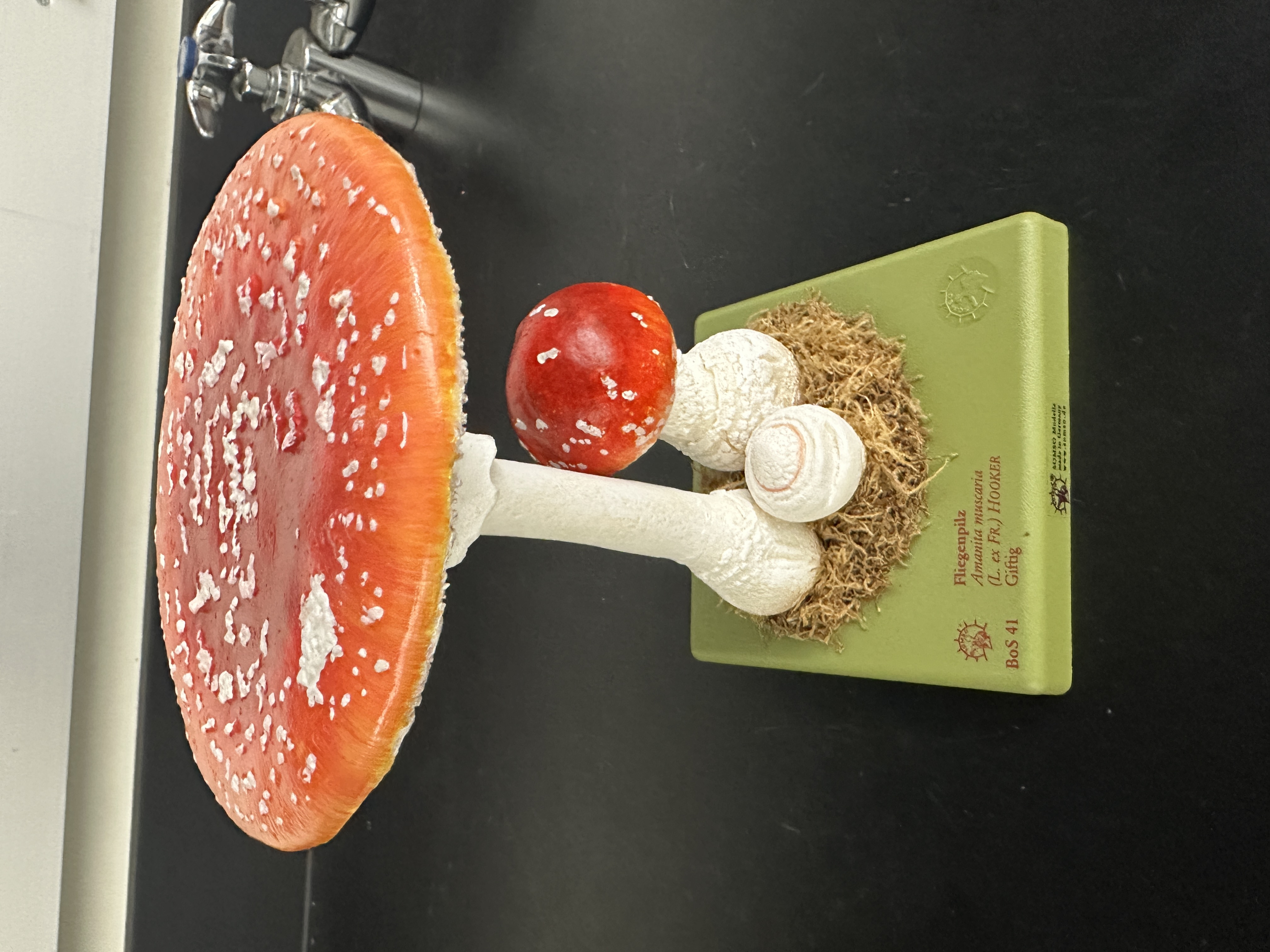 <p>Identify (Domain, Kingdom, Clade)</p>