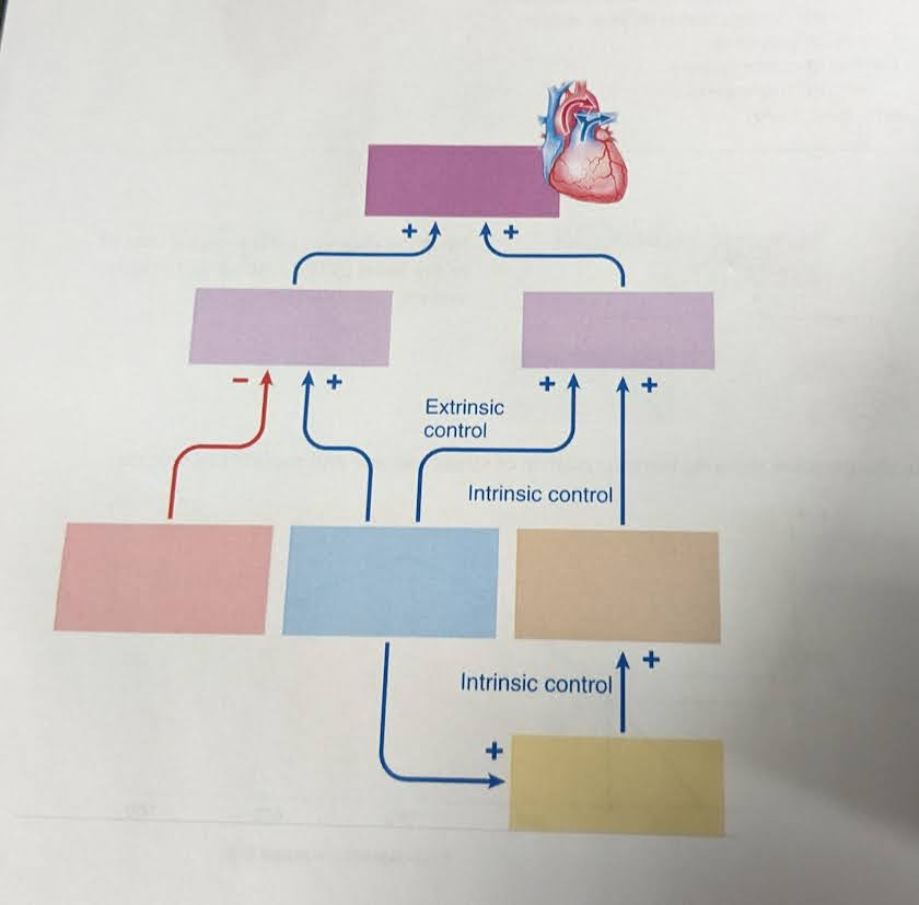 <p>fill out the diagram</p>