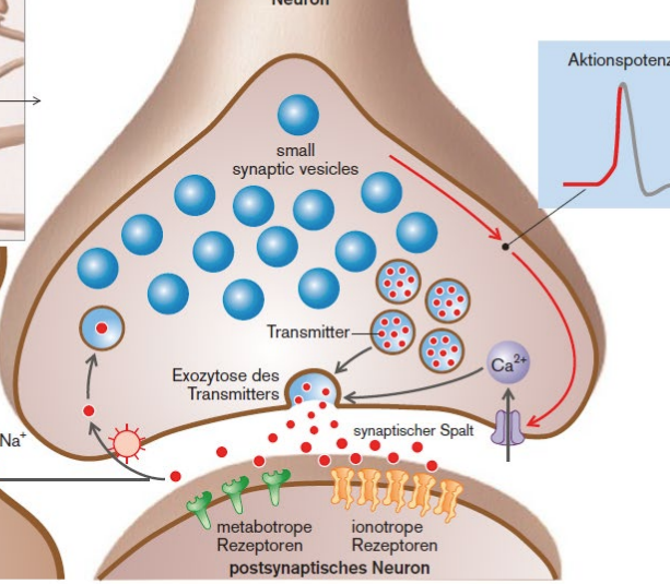 Tripartite Synapse: Postsynapse, Präsynapse, Astrozyt