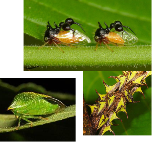 <p>Name the family</p>