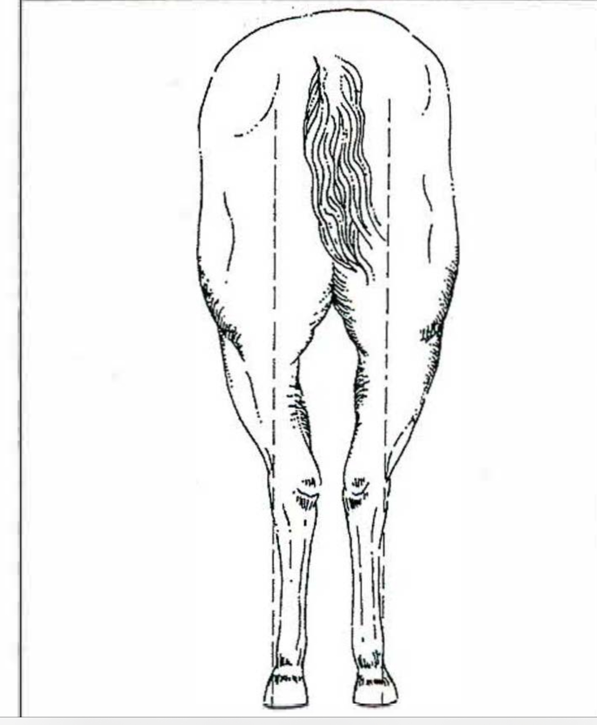 <p>Horse </p>