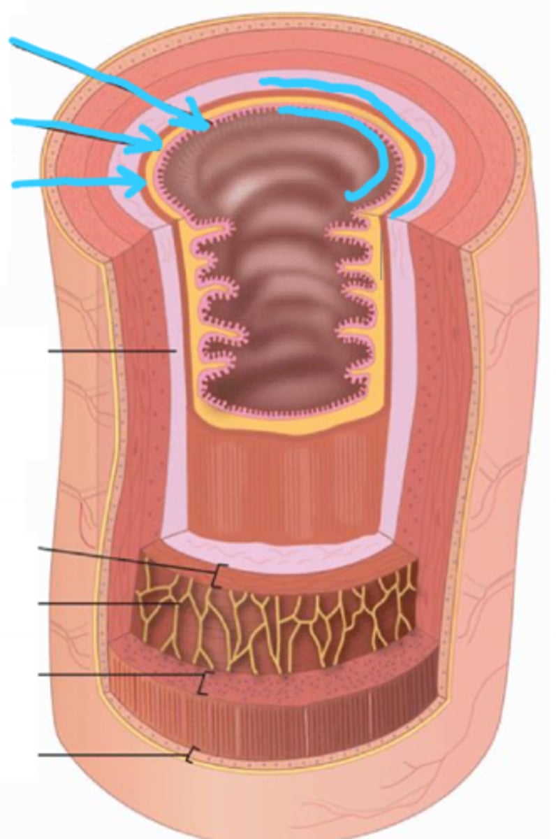 <p>comprises the innermost layer of the GI tract; contains many glands</p>