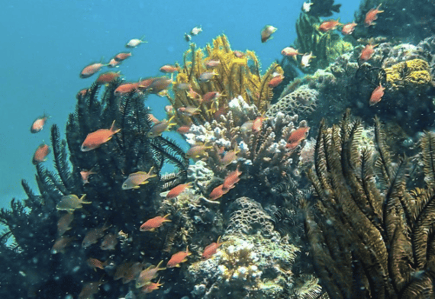 <p>all the different populations living together in an area</p>