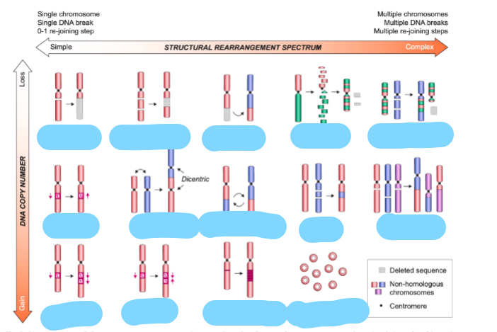 <p>Name these chromosome rearrangements</p>