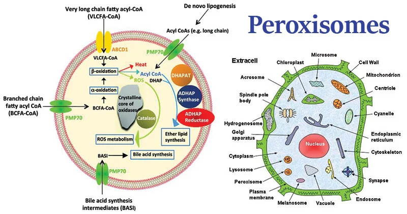 <p><strong>Peroxisomes perform FA breakdown via β-oxidation </strong>(produces acetyl-coA)<strong> and oxidative reactions of substrates</strong> (producing H2O2);</p><ul><li><p>Organelles that <strong>detoxify ROS using catalase</strong> and are involved in metabolic processes.</p><p><strong>- </strong><span style="font-size: inherit;"><strong><span>have a crystalline core</span></strong></span> (dense collection of enzyme molecules) <strong>+ are membrane bound specialised metabolic compartments</strong></p><p><span style="font-size: inherit;"><strong><span>- break down organic molecules by oxidation producing hydrogen peroxide</span></strong></span><span><strong><span> (H</span><sub><span>2</span></sub><span>O</span><sub><span>2)</span></sub></strong></span></p><p><strong>-</strong><span style="font-size: inherit;"><strong><span>Catalase&nbsp;</span></strong></span><strong>decomposes H<sub>2</sub>O<sub>2</sub>&nbsp;by converting it to H2O&nbsp;</strong><span style="font-size: inherit;"><strong><span>by using it to oxidise another organic compound&nbsp;(peroxidation reaction)</span></strong></span></p></li></ul><p></p>