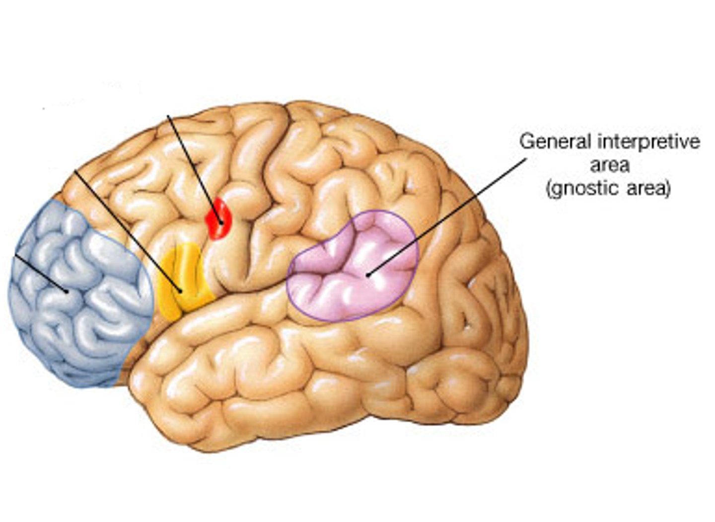 <p>Analyze incoming sensory information, store some aspects, and make decisions regarding appropriate behaviors</p>