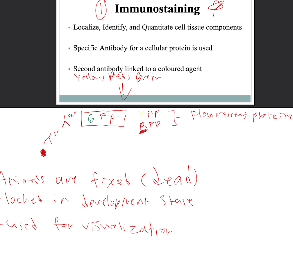 * Animals are fixed (dead)
* Ag+Ab
* Locked in development state
* used for visualization
* Use staining Fluorescent proteins (green red yellow)