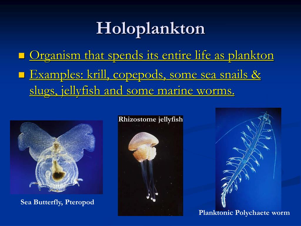 <p>What are Holoplankton (form of zooplankton)</p>