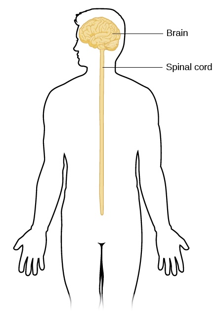 <p>CNS or PNS?</p>