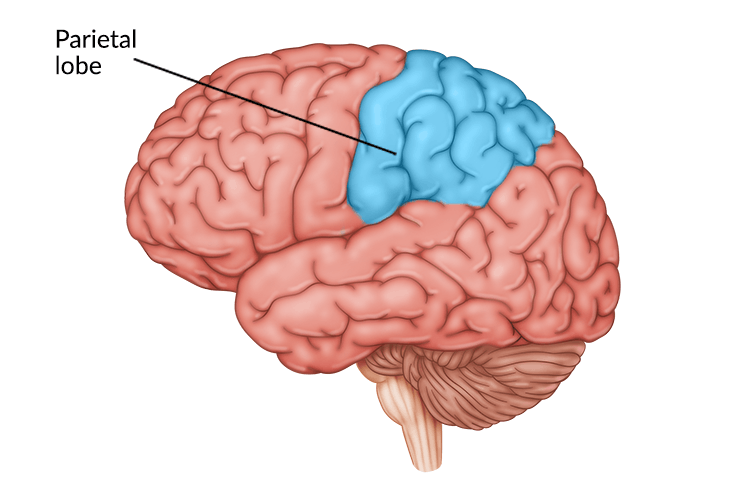 <p>Parietal Lobe</p>