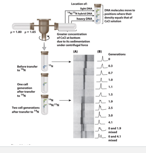 <p>14N is most abundant form of N</p><ul><li><p>grow ecoli with 14N, as all DNa made of 14N</p></li><li><p>exp</p><ul><li><p>grow ecoli in the highly isotope N15 media then transfered to 14N media and allow to grow.  The add CsCL(density 1.7) then centrifuge to get seperation between light(14N, top) and heavy(15N, bottom) dna</p></li><li><p>CsCl is used as a resolution to mix them</p></li></ul></li></ul><p></p>