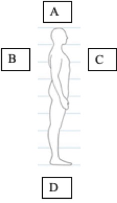 <p>(T1) Identify the location term matching “c” in the diagram:</p><ul><li><p>Anterior and dorsal</p></li><li><p>caudal and rostral</p></li><li><p>posterior and dorsal</p></li><li><p>posterior and ventral</p></li><li><p>anterior and ventral</p></li></ul>