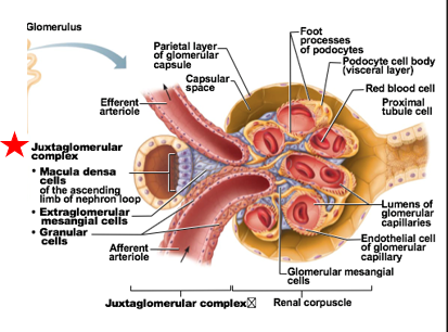 <ul><li><p>portion of nephron where portion of ascending limb lies against afferent &amp; efferent arterioles</p></li><li><p>Overall function: Regulate blood pressure &amp; filtration rate of the glomerulus</p></li></ul><p></p>