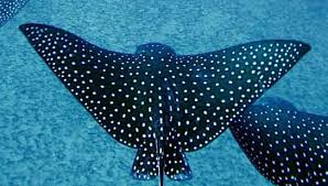 <p>cool singray with spots</p>
