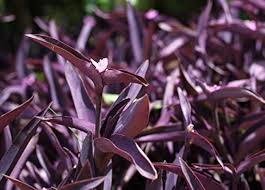 <p>Cold hardiness: Perennial; USDA hardiness zone 7</p><p>• Habit: 18- 24 in. tall groundcover; light blue flowers in spring and sporadically after.</p><p>• Cultural Requirements: Part-sun; mesophyte</p><p>• Landscape Utilization: Vigorous; will engulf small shrubs</p><p>• Additional Info: White and yellow forms are available</p>