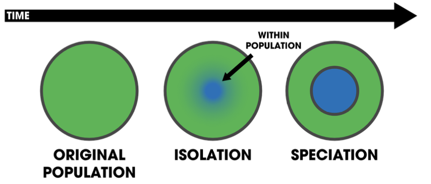 <p><strong>2 TYPES OF SPECIATION:</strong></p><p>occurs when <strong>new species form within populations</strong> that<strong> live in the same area</strong>;</p><ul><li><p><strong>therefore: </strong>speciation <strong>can take place with or w/o geographic separation</strong></p></li></ul><p></p>