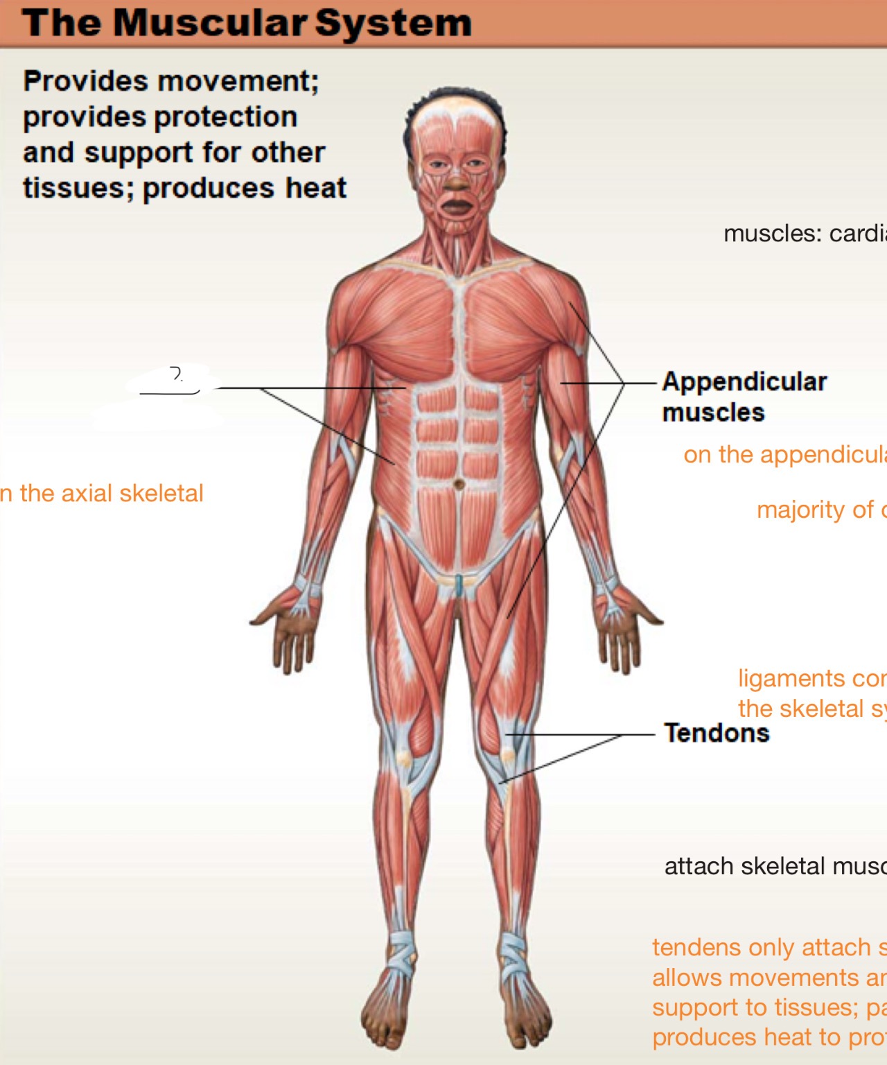 <p>on the axial skeleton</p>