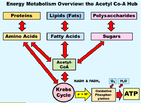 <p>through the Acetyl-CoA  hub or amino acids can get straight to the krebs cycle </p>