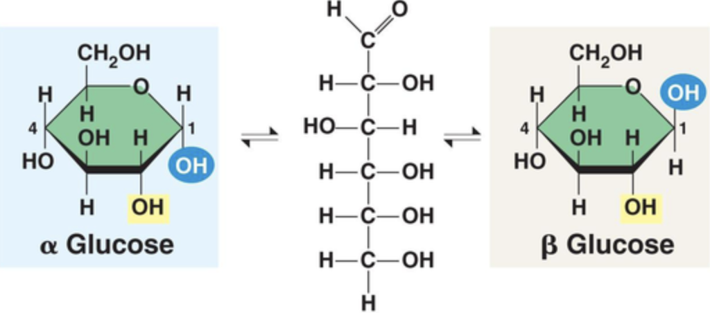 <p>Alpha (hydroxyl group below plane) and Beta glucose (hydroxyl group above plane)</p>