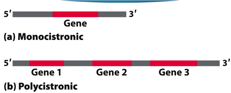 <p>mono- one gene</p><p>poly- codes for multiple genes</p><p></p><ul><li><p><span style="font-family: Calibri">Minimum length of mRNA is set by the length of the polypeptide chain for which it codes</span></p><ul><li><p><span style="font-family: Calibri">Ex: 100 AA polypeptide requires 300 nucleotide mRNA coding sequence</span></p><p></p></li></ul></li></ul><p></p>