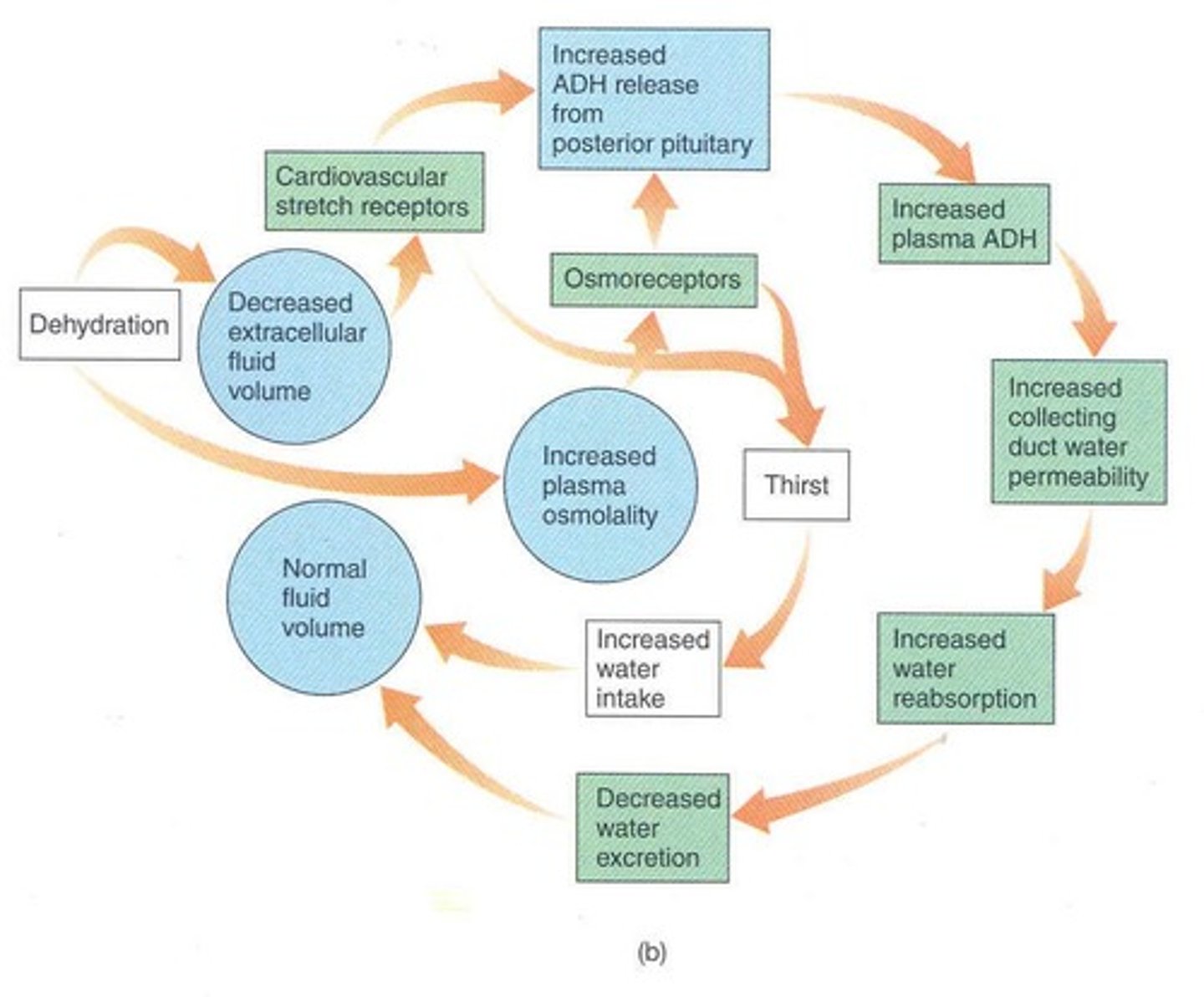 <p>Hormonal system regulating blood pressure and fluid balance.</p>