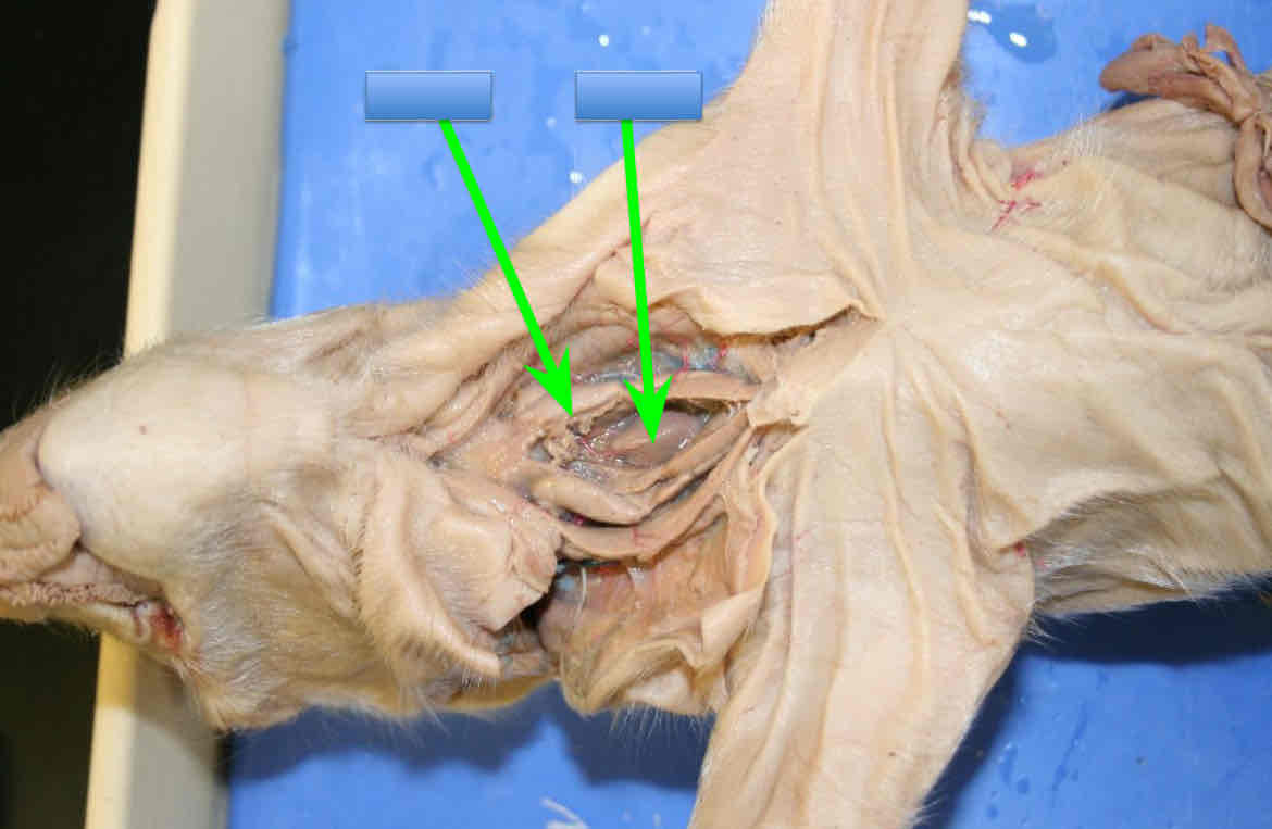 <p>Identify this structure (the one on the right)</p>