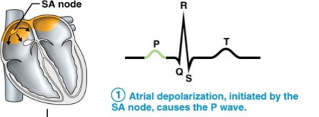 Atrial depolarization occurs. This is initiated by the SA node and causes the P wave.
