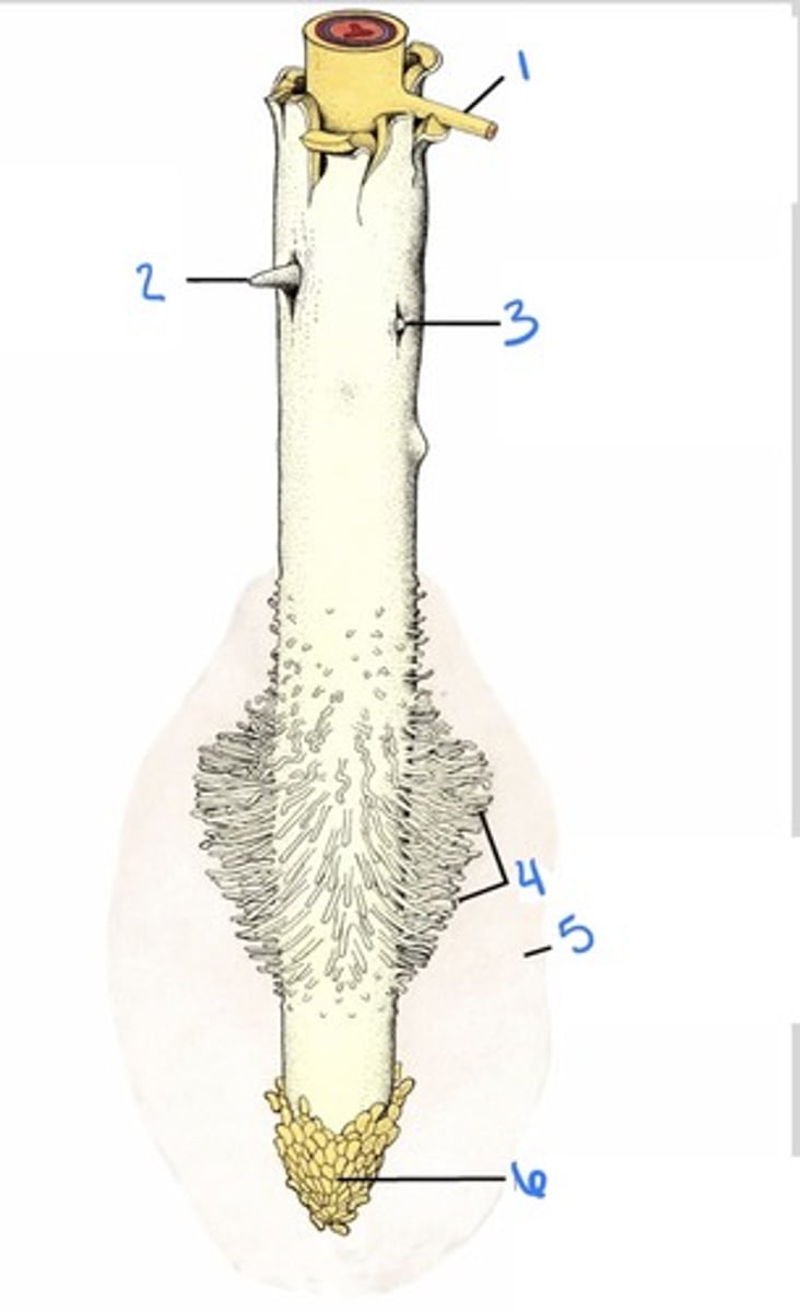 <p>coats root tips growing in the soil (#5 in pic)</p><p>- originates in peripheral cells of the rootcap</p><p>(polysaccharide)</p>